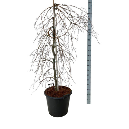 Fagus syl. &