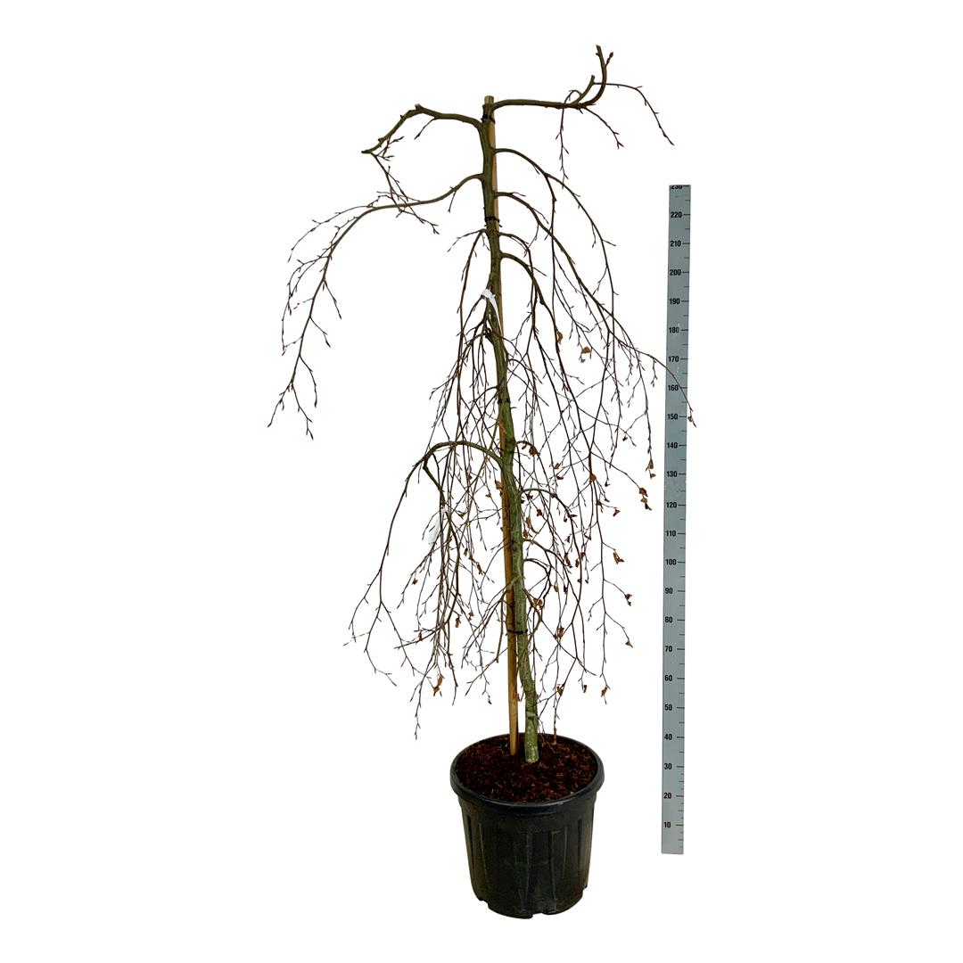 Fagus sylvatica &