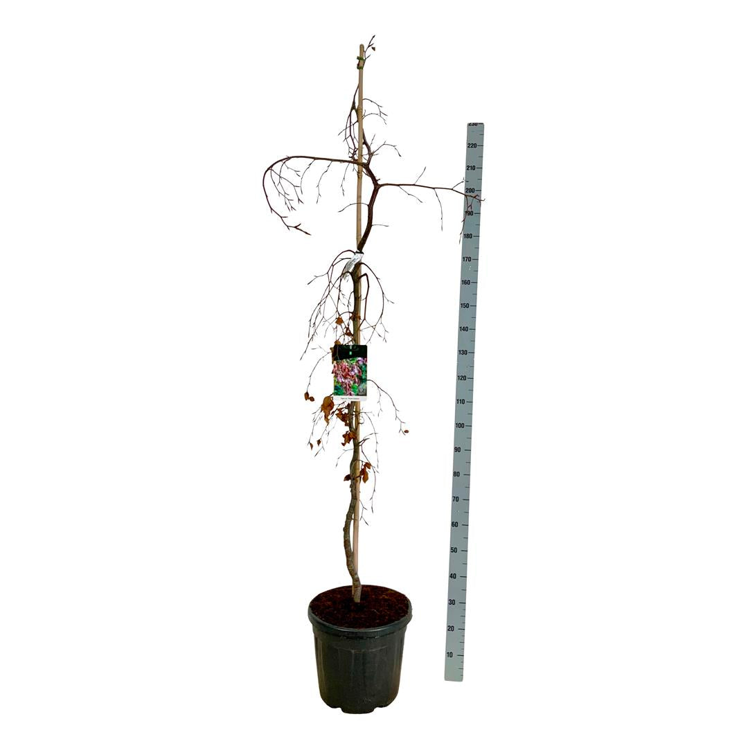 Fagus sylvatica &