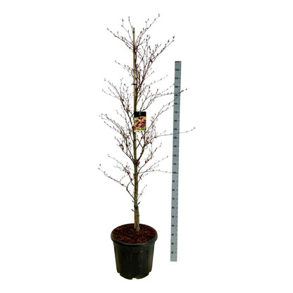 Fagus sylvatica &