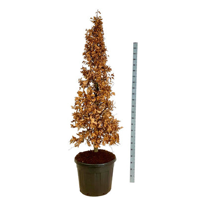 Fagus sylvatica 175-200 cm konformad C90 (90 liters kruka)