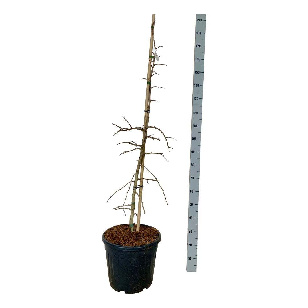 Ginkgo bil. &
