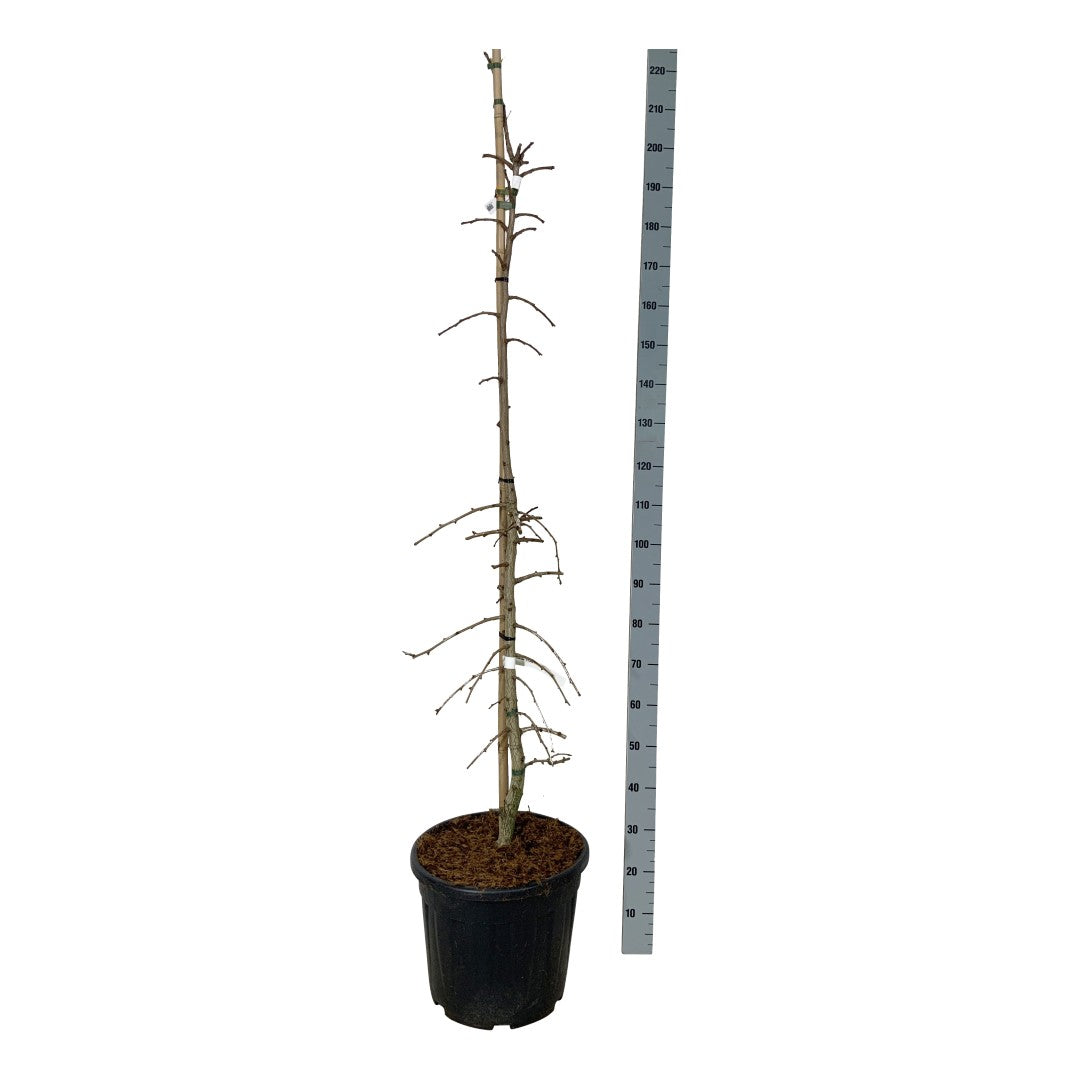 Ginkgo biloba &