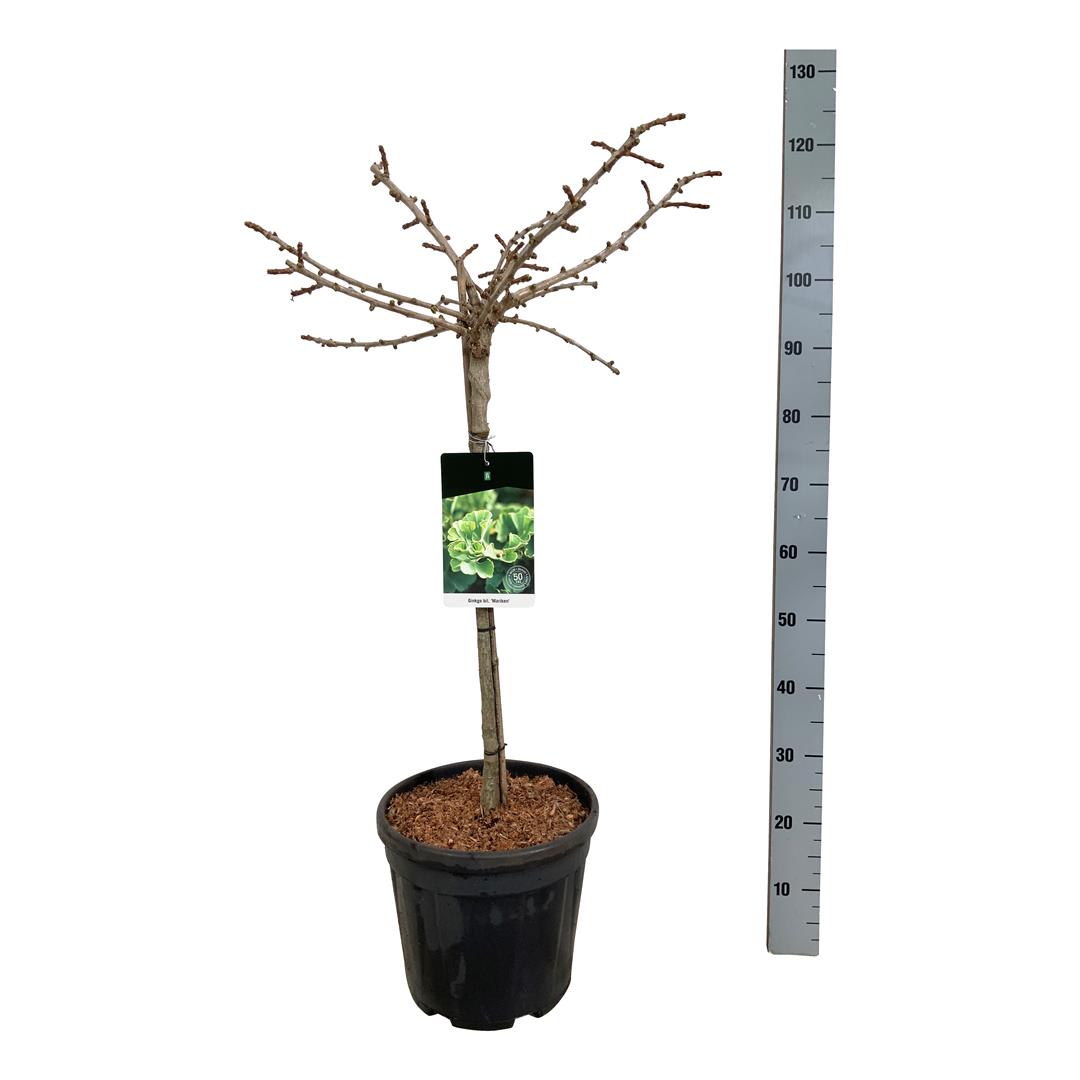 Ginkgo biloba &