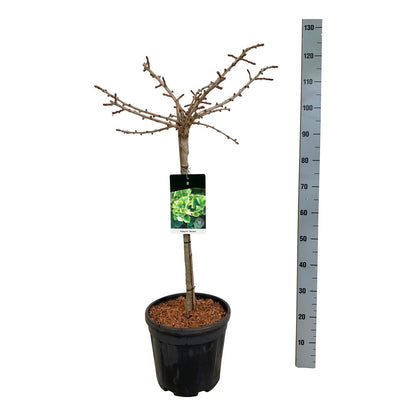 Ginkgo biloba &