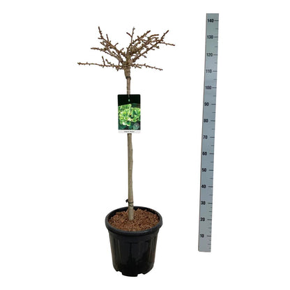 Ginkgo biloba &