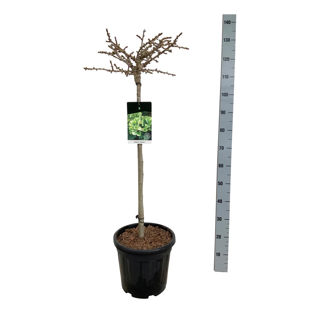 Ginkgo biloba &