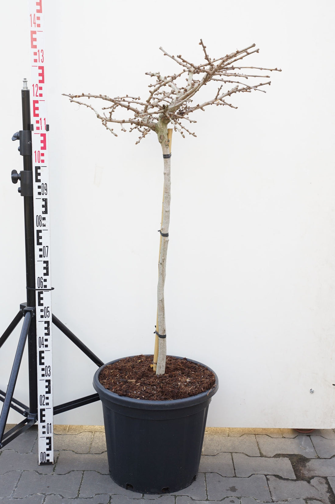 Ginkgo biloba &