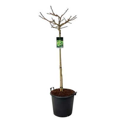 Ginkgo biloba &