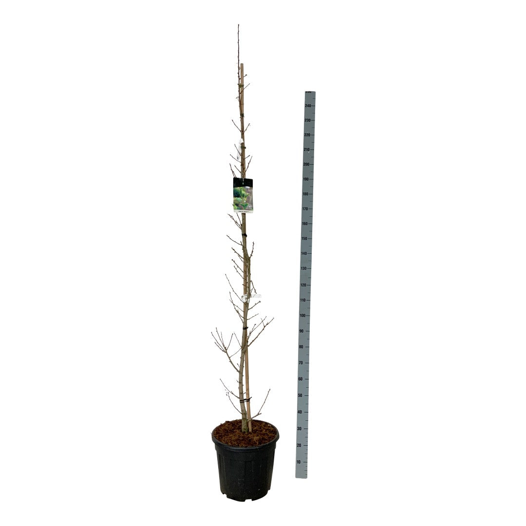 Ginkgo biloba &