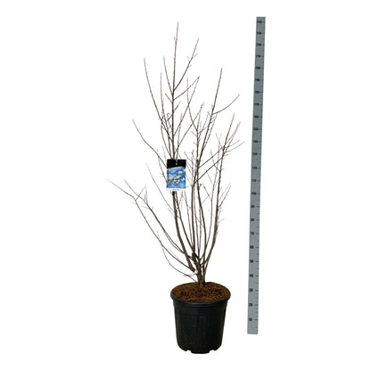 Halesia carolina 125-150 cm, C30 (30 liters kruka) Extra