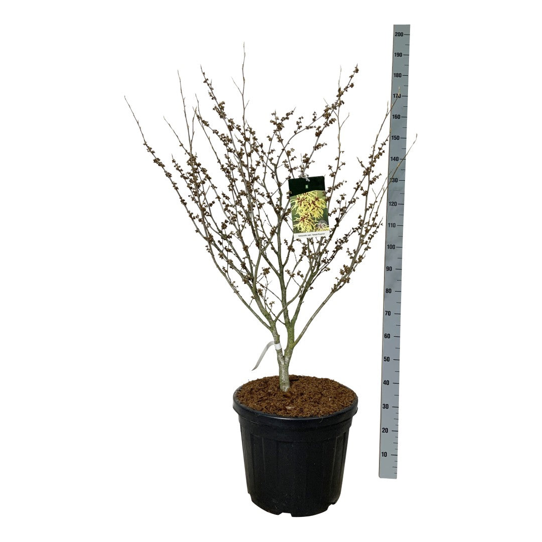 Hybridtrollhassel Hamamelis int. &