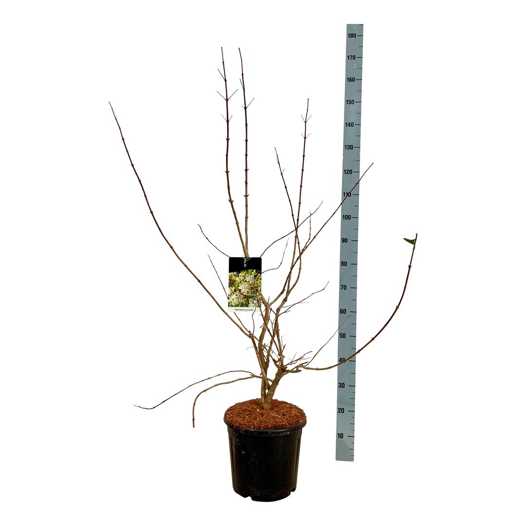 Höstsyren miconioides - C15 100-125 CM