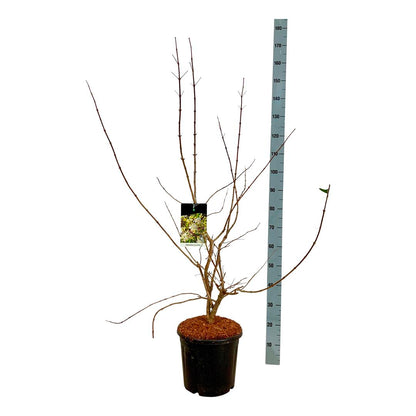 Heptacodium miconioides C15 (15 liters kruka) 100-125 cm