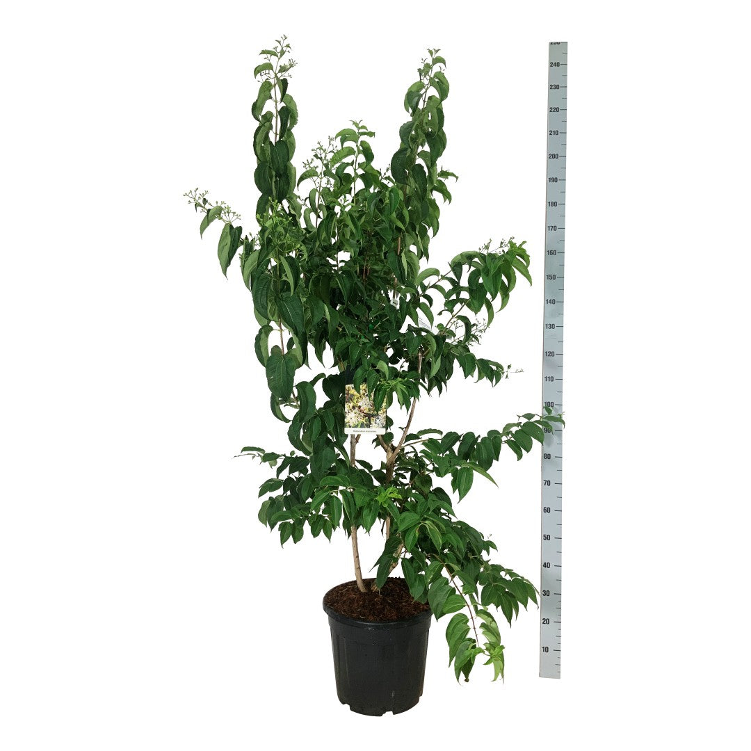 Höstsyren miconioides - C30 125-150CM EXTRA