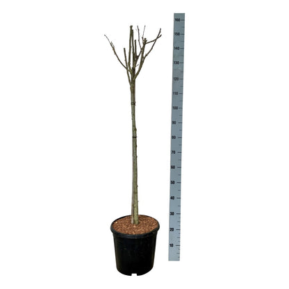 Hibiscus syriacus &