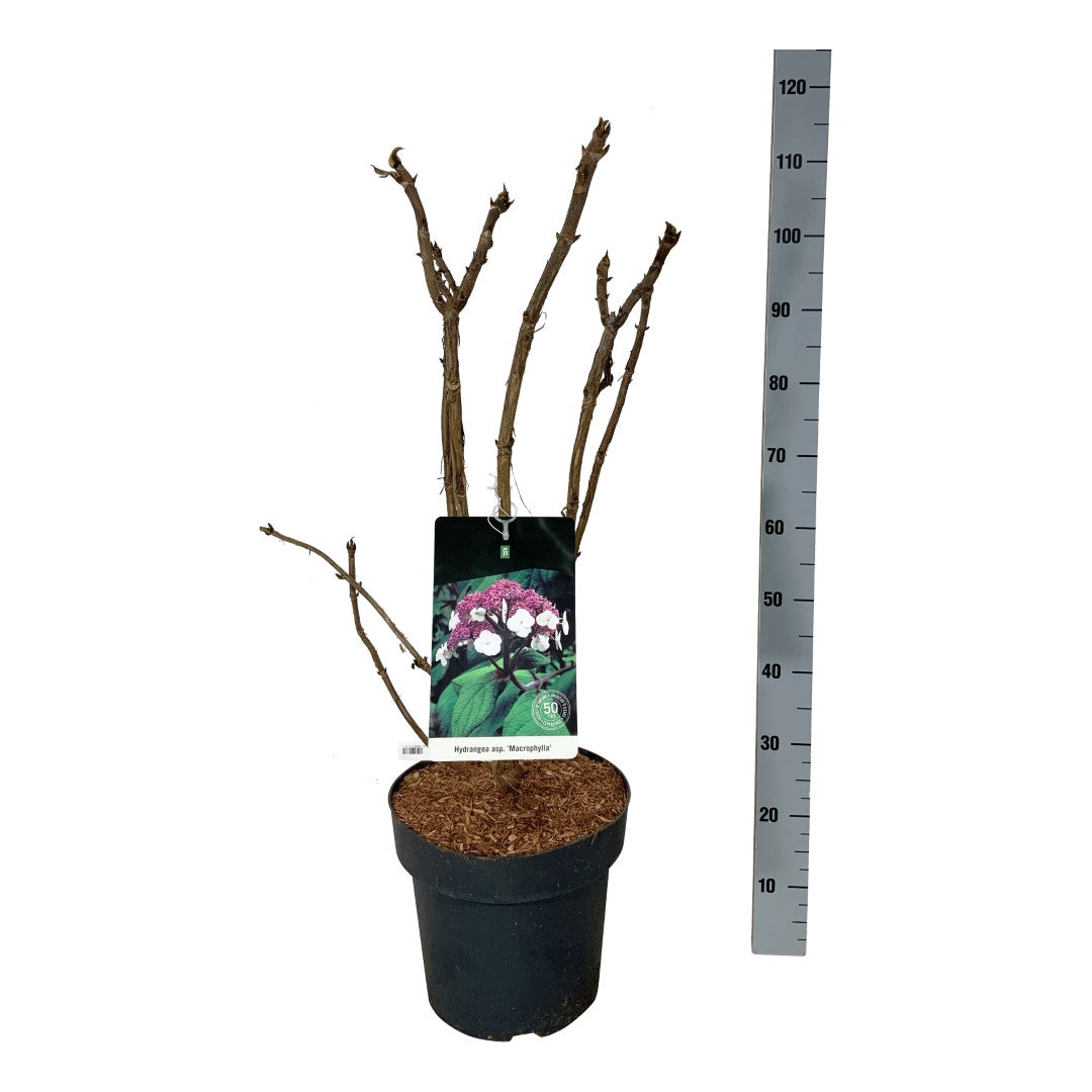 Hydrangea aspera &