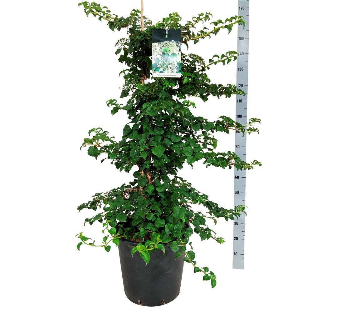 Hortensia anomala petiolaris - C30 100-125 CM