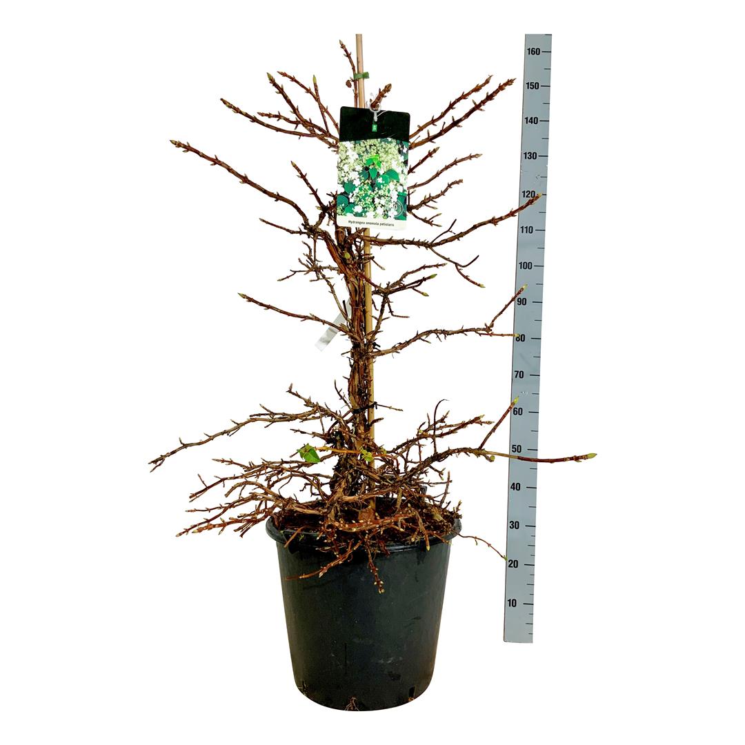 Hortensia anomala petiolaris - C55 100-125CM EXTRA