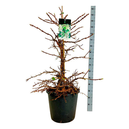 Hydrangea anomala petiolaris C55 (55 liters kruka) 100-125 cm EXTRA
