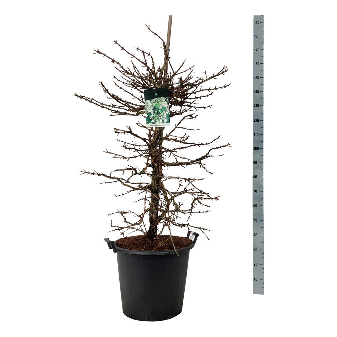 Hortensia anomala petiolaris - C55 125-150CM EXTRA