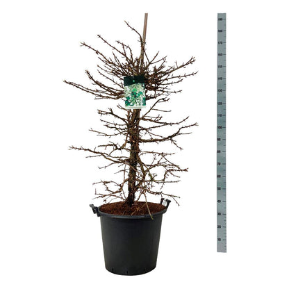 Hydrangea anomala petiolaris C55 (55 liters kruka) 125-150 cm Extra