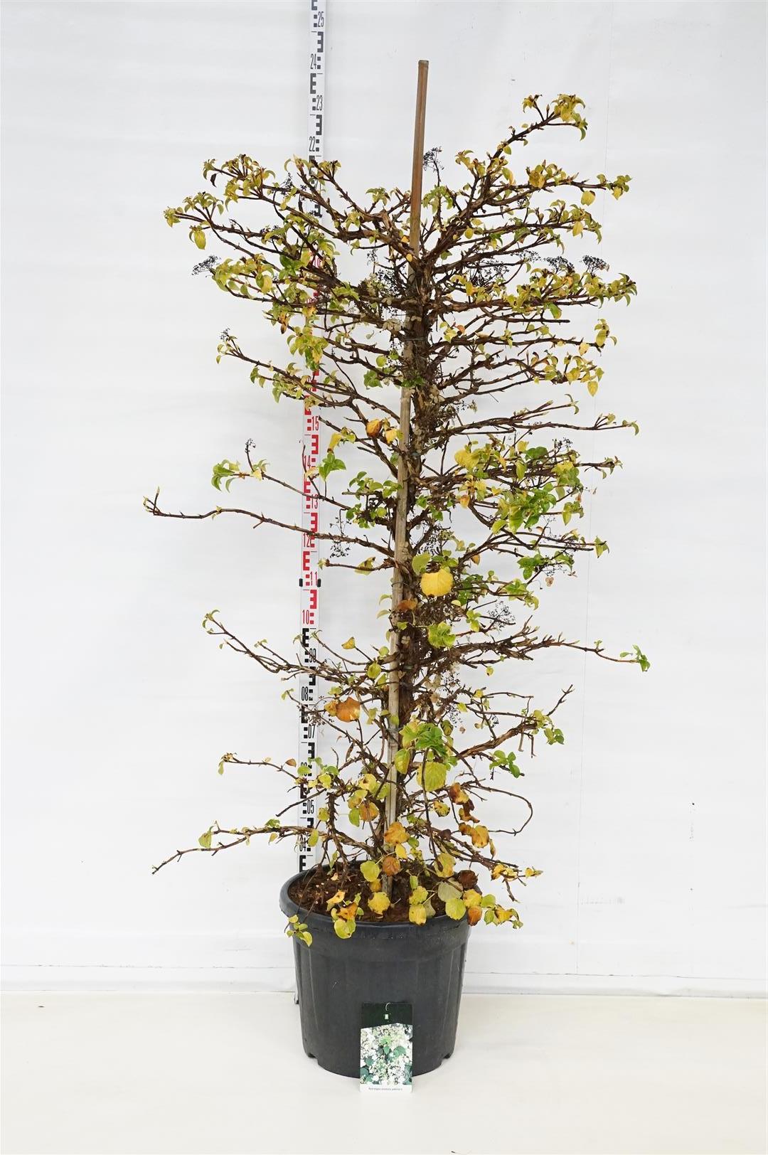 Hortensia anomala petiolaris - C55 150-175CM EXTRA