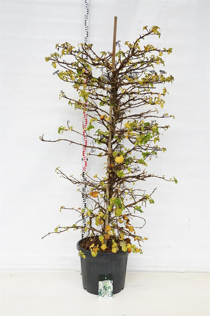 Hydrangea anomala petiolaris 150-175 cm C55 (55 liters kruka) Extra
