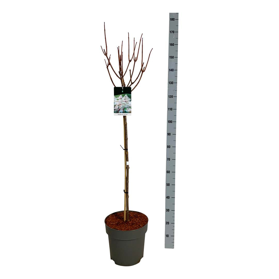 Hortensia pan. &