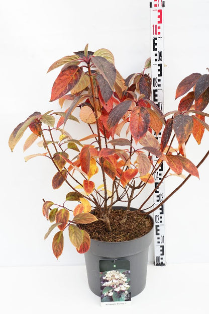 Hydrangea paniculata &
