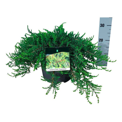 Juniperus comm. &