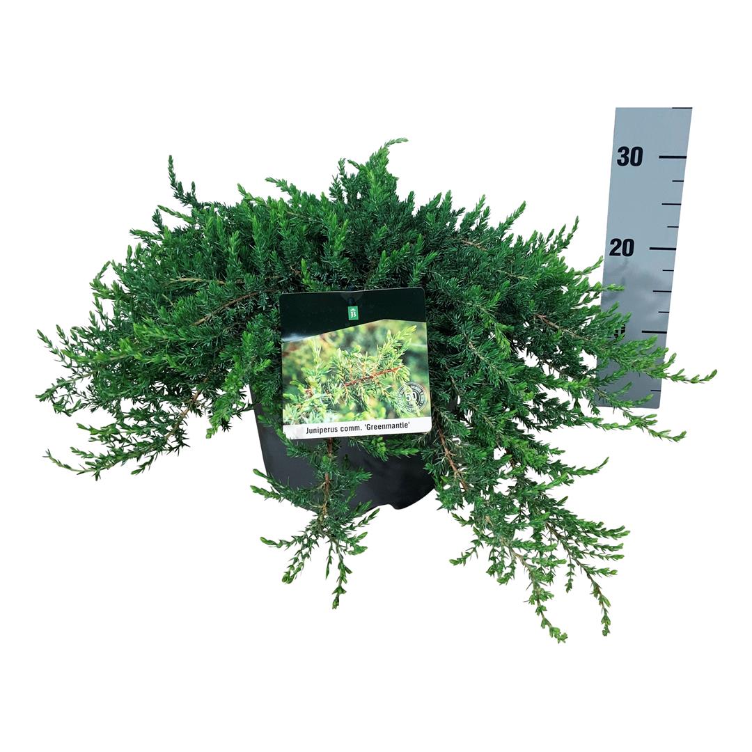 Juniperus comm. &