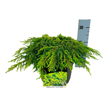 Juniperus comm. &