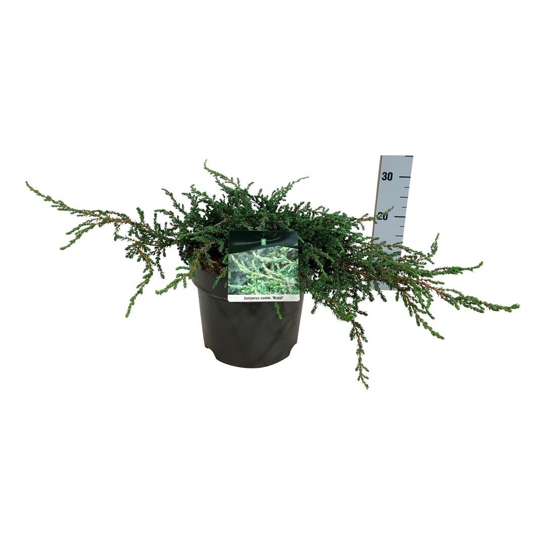 Juniperus communis &