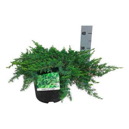 Juniperus conf. &