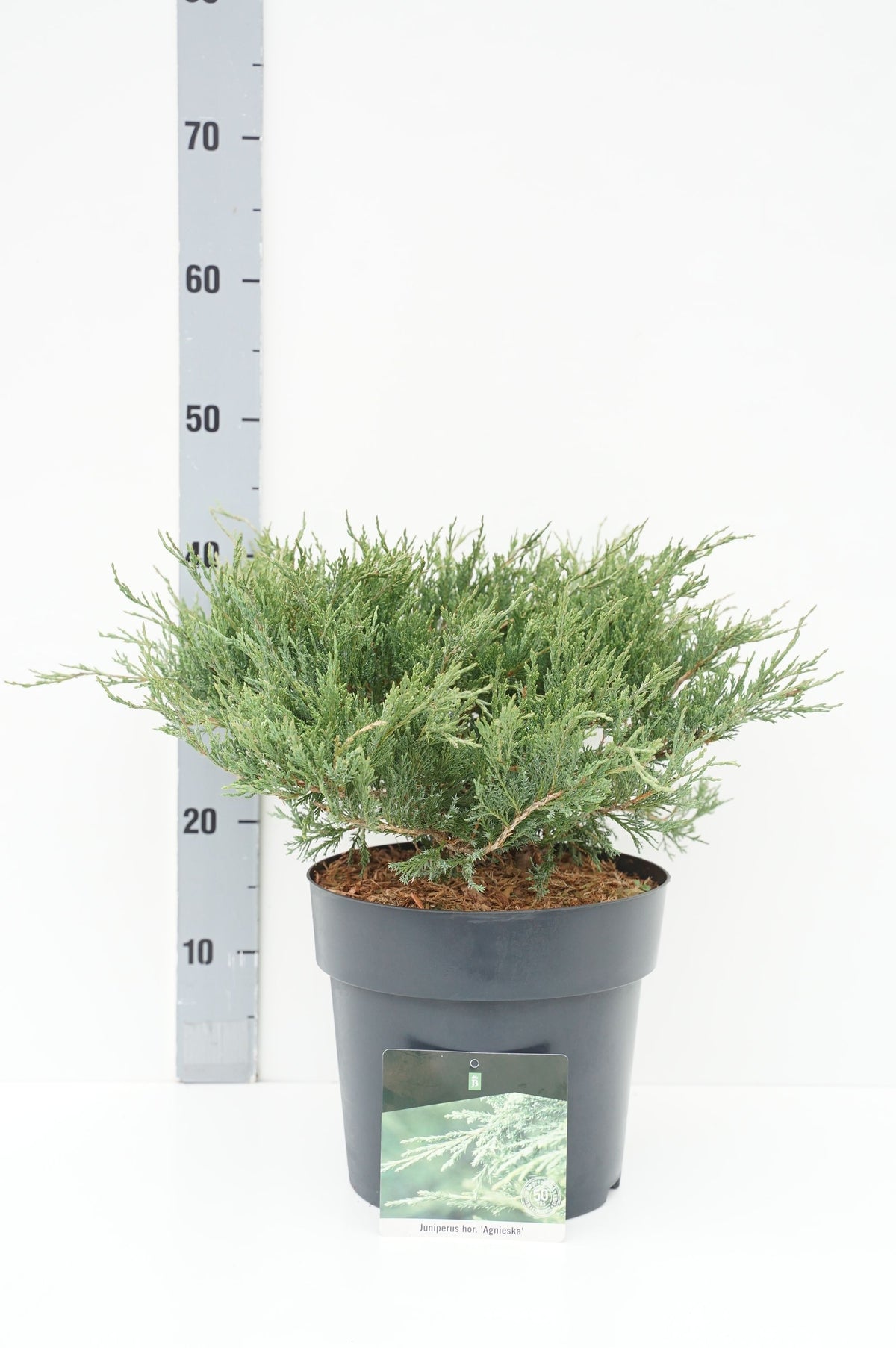 Juniperus horizontalis &
