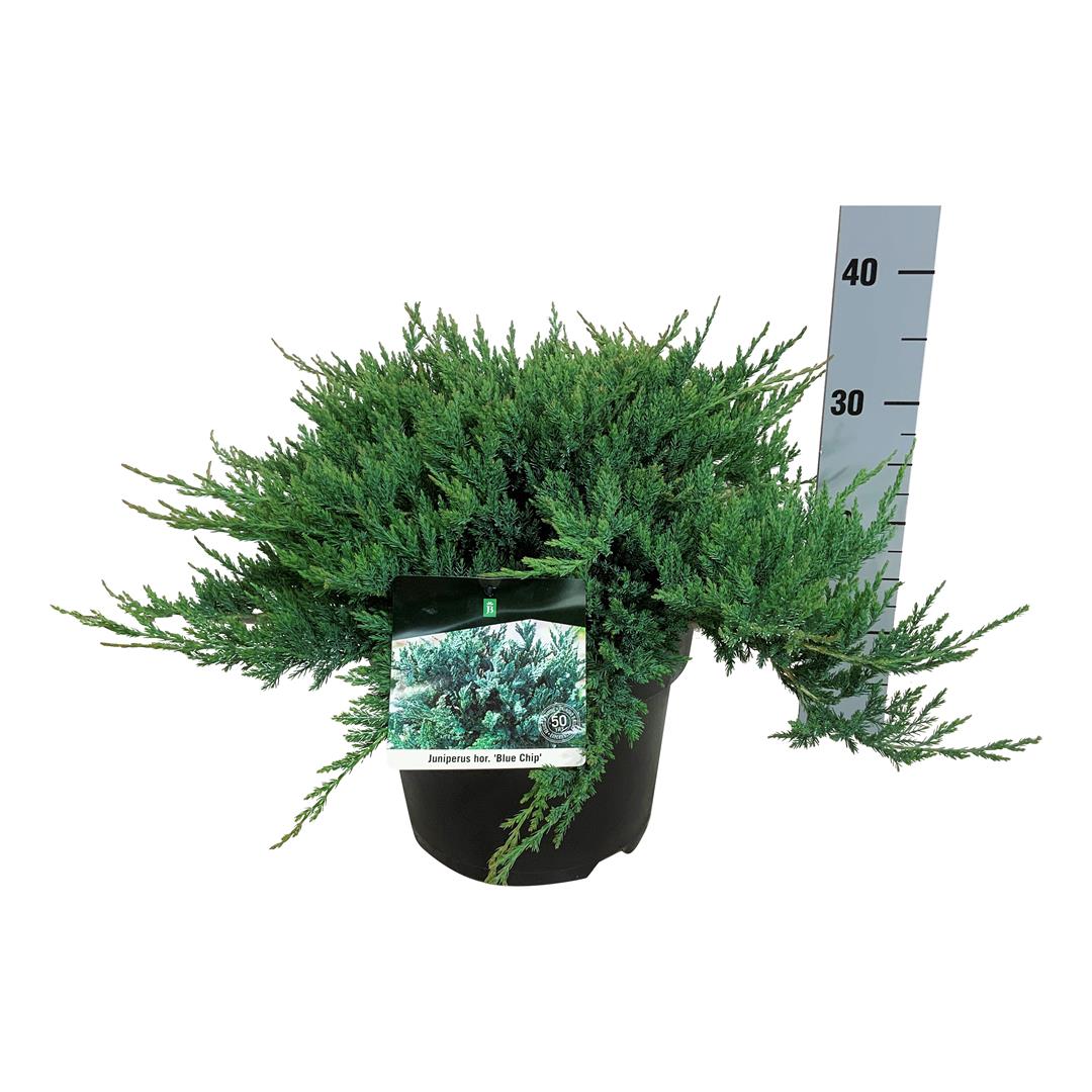 Juniperus horizontalis &