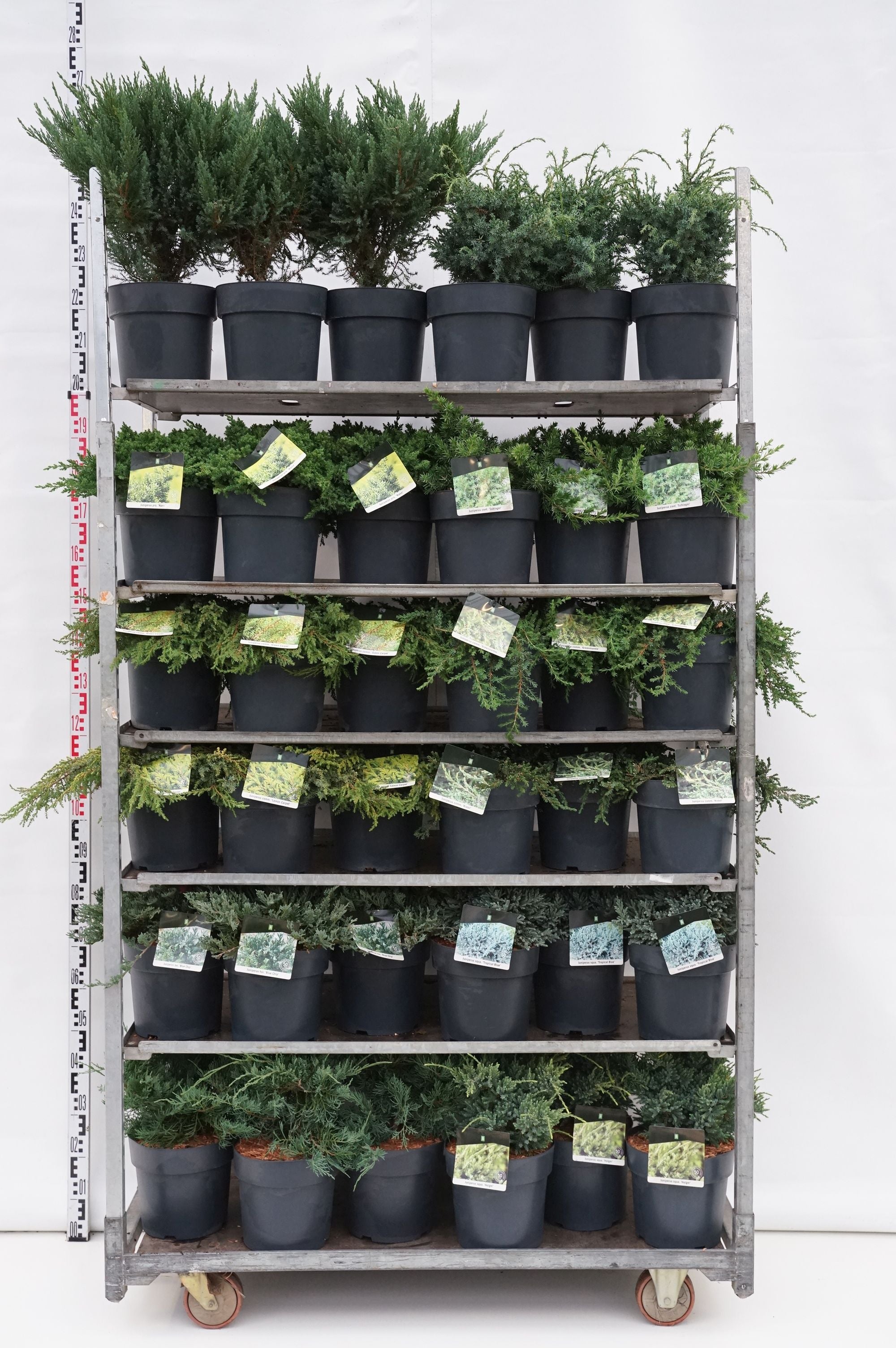 Juniperus i olika sorter C5 (5 liters kruka) 30-40 cm