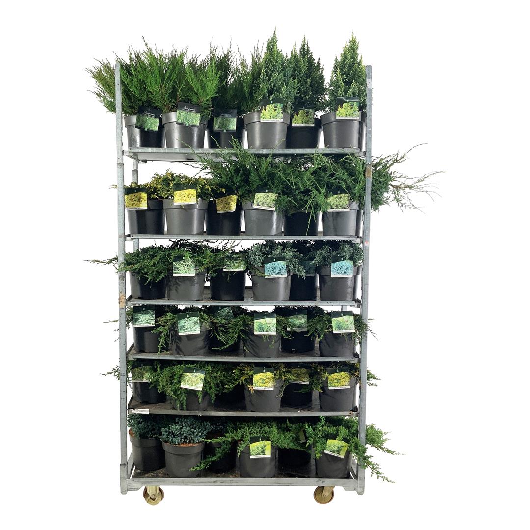 En in cultivars - C7,5/P26