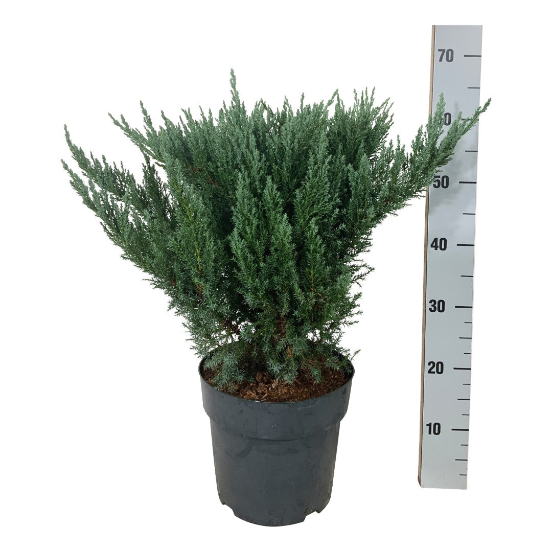Juniperus pf. &
