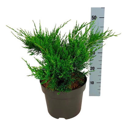 Juniperus pf. &