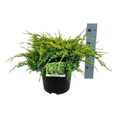 Juniperus squamata &
