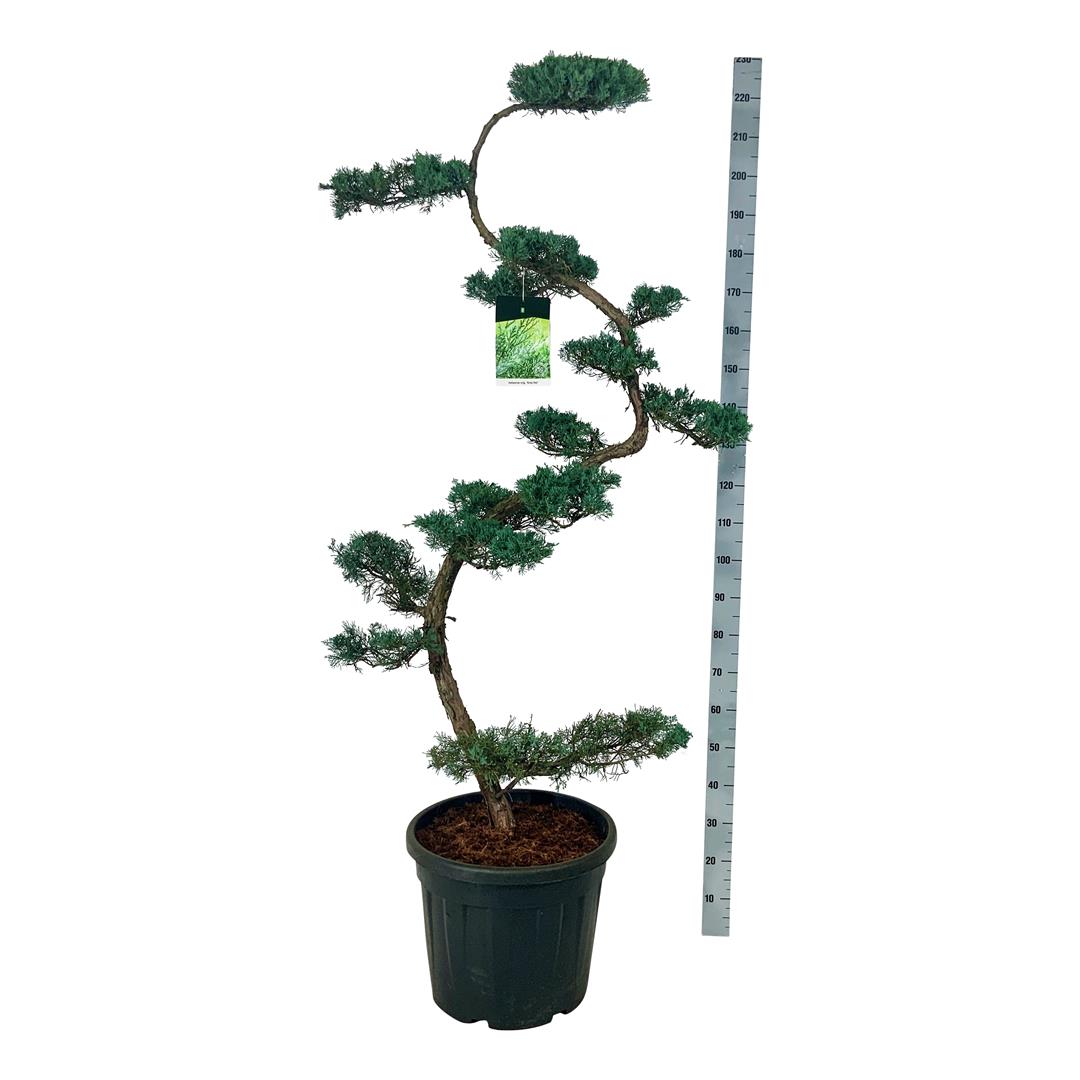 Juniperus virginiana &