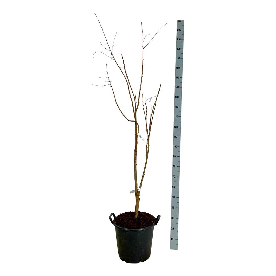 Lyktträd paniculata - C30 150-175CM EXTRA