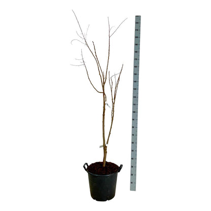 Koelreuteria paniculata C30 (30 liters kruka) 150-175 cm Extra