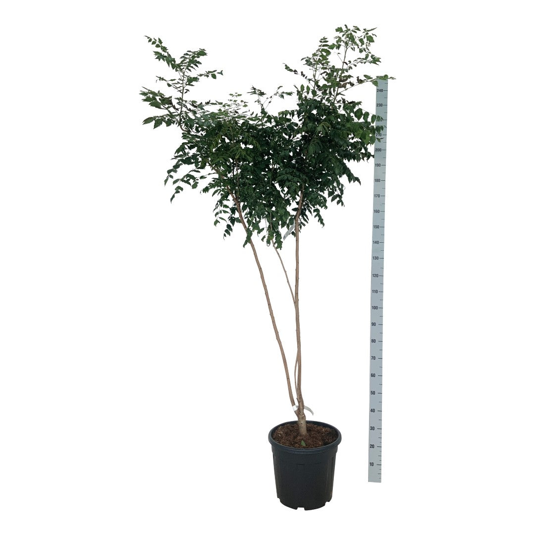 Koelreuteria paniculata 300-350 cm rotklump