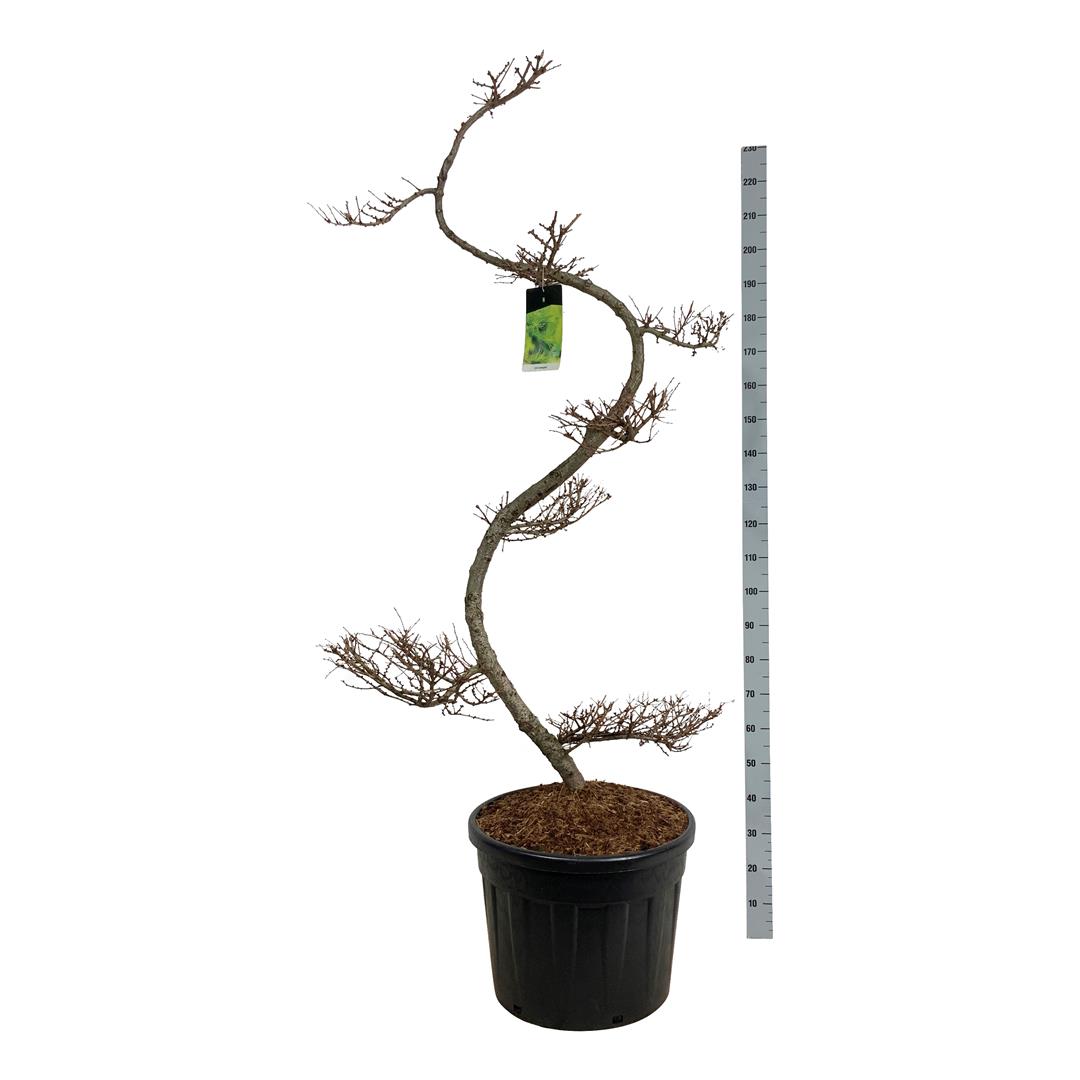 Lärk kaempferi - BONSAI 175/+ P60/C90