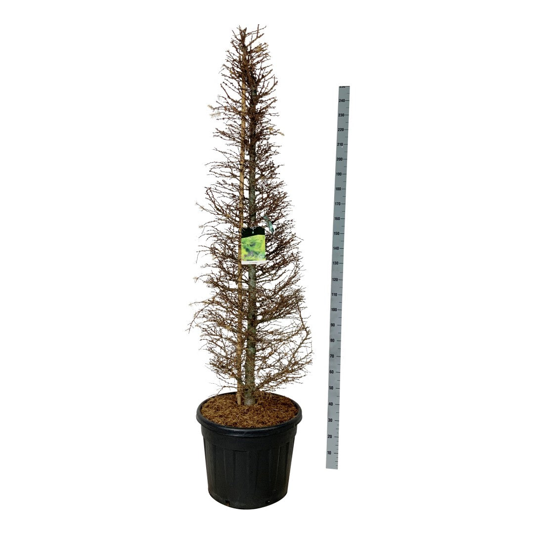 Lärk kaempferi - 175-200 CM CONE C90