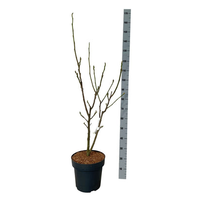 Magnolia &