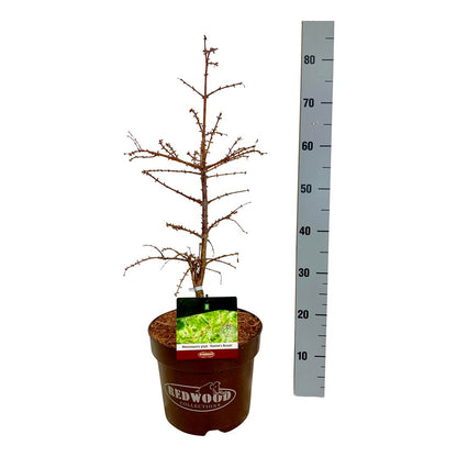 Metasequoia glyptostroboides &